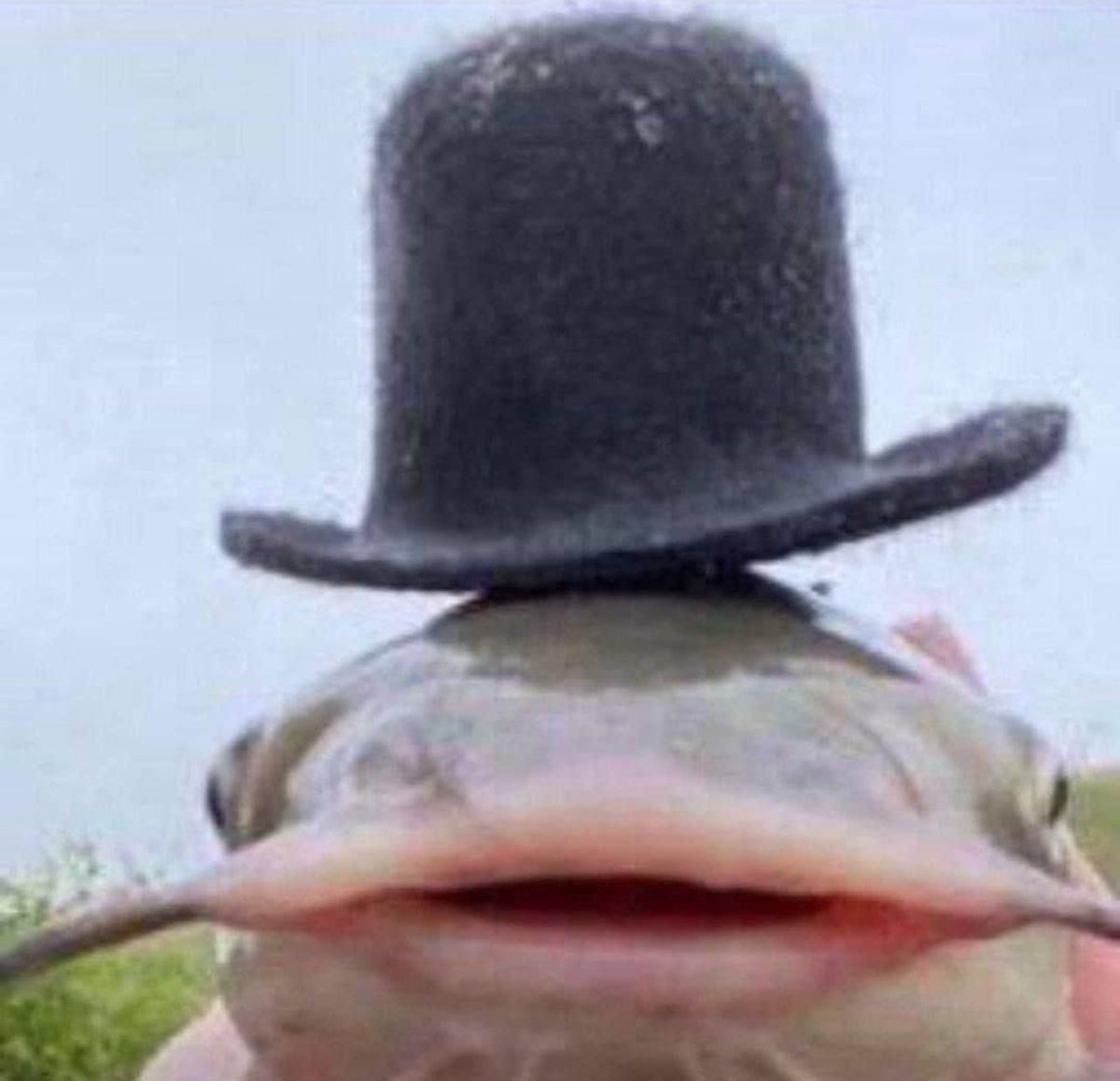 Cat_In_Sombrero's tweet photo. @TimeDisplace Fair https://t.co/uuj5wK5OAs