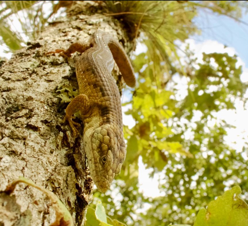 Continúa #Semahn impulsando la conservación de #EspeciesPrioritarias

• Realizó el taller “Programa de #Conservación de los Dragoncitos del Género #Abronia en #Chiapas”
 
🔗facebook.com/share/p/8G4FXt…