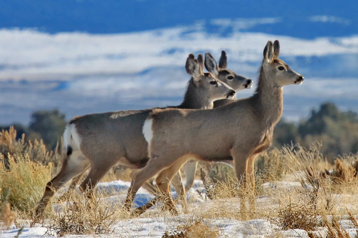 .@wyo_migrations' documentary Animal Trails: Rediscovering Grand Teton Migrations addresses the increasing traffic in the Greater Yellowstone Ecosystem that threatens one of its defining characteristics: iconic wildlife. mountainjournal.org/homeward-bound…