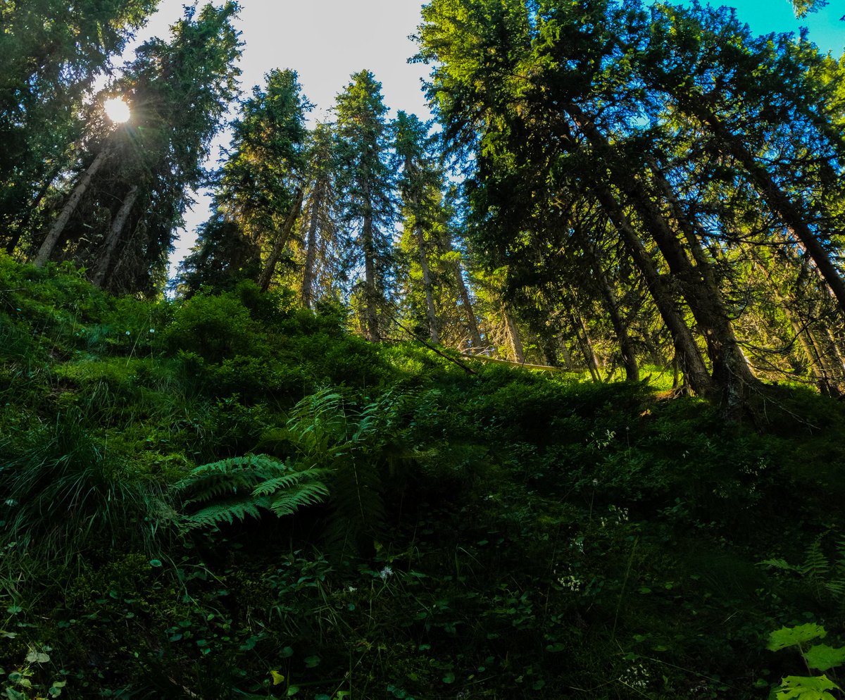 somebody_think's tweet photo. Memories  #SummerVibes #NaturePhotography #NatureLover #trees https://t.co/FMSqV7j7gI