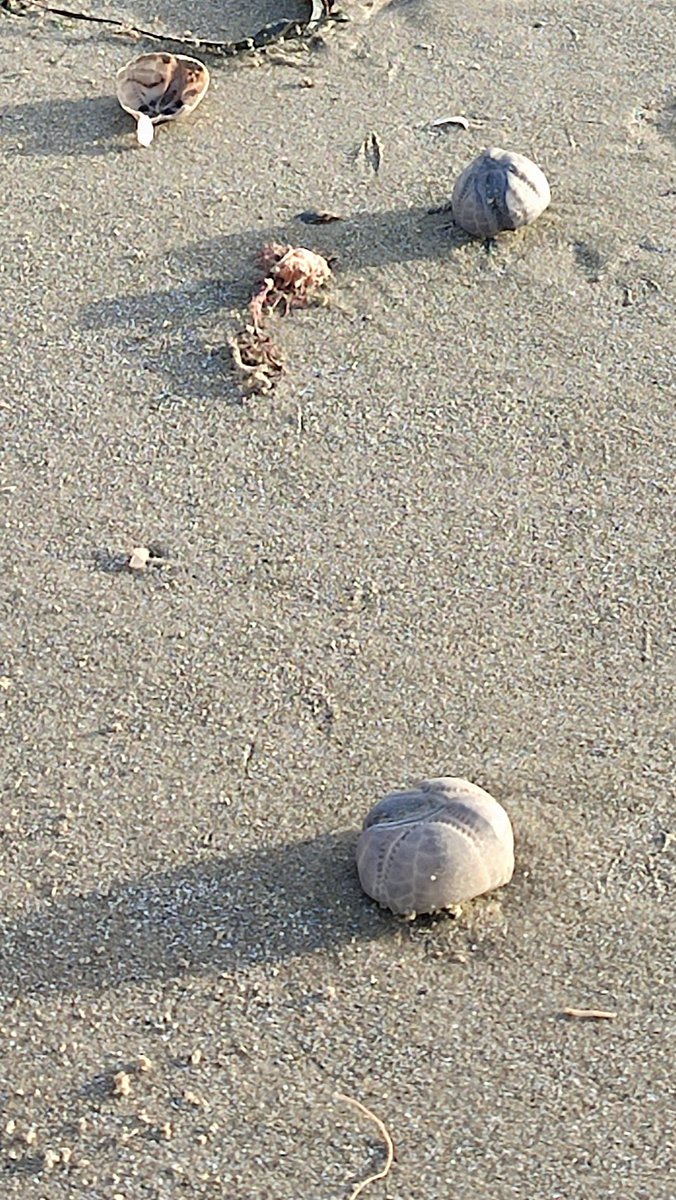 Chucking it down here (again) so here's some #beachart from a walk last week... #MadeinWales #seaurchin #beachwalk