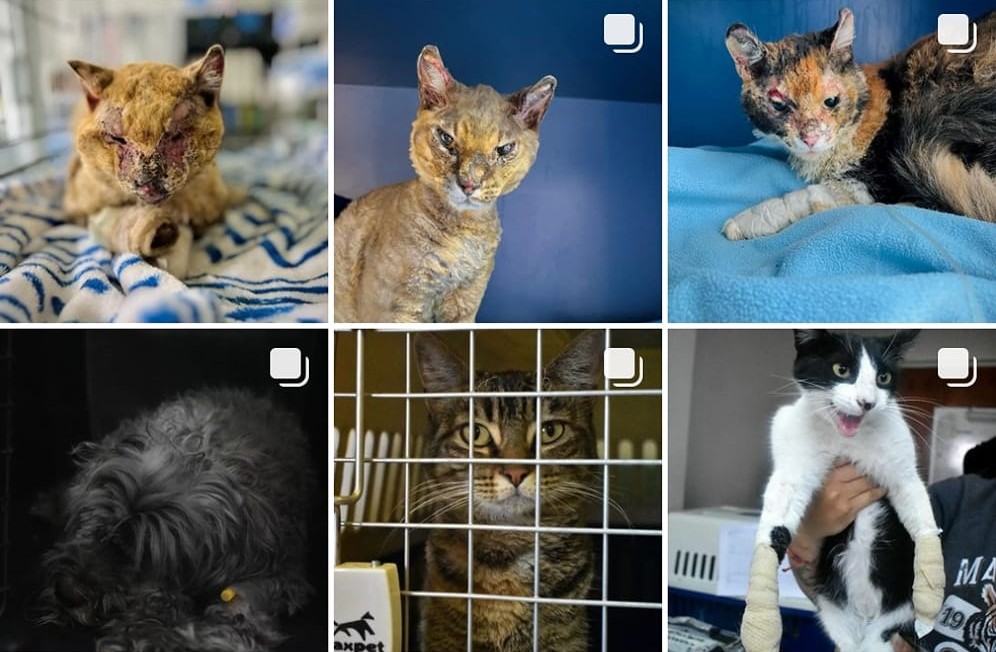 Estos animalitos se encuentran en el Colegio Bernardo O'higgins de Viña del Mar, en Alberto Blest Gana 360. Favor RT por si su familia los está buscando!
#IncendioForestal 
#VinadelMar