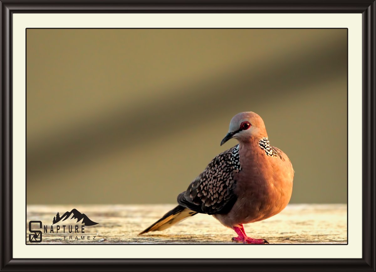 The Spotted Dove or Eastern Spotted Dove 

#dove #pigeon #spotteddove #easternspottedove #dovebird #birdsofindia #beautifulbird  #birdphotography #naturephotography #natgeo  #canonindiaphotography #canonphotography #nationalgeography #natgeoindia #capturedoncanon #birds
