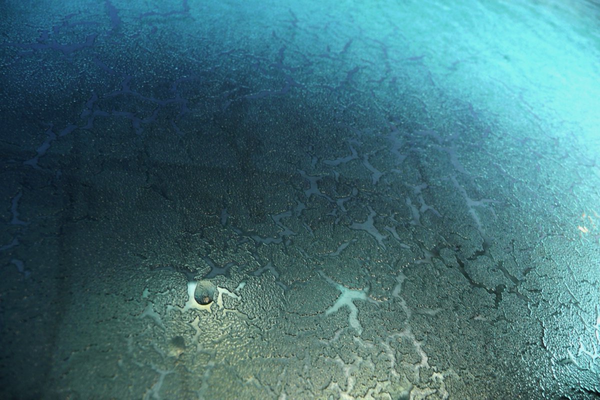 Phenotypeca tweet media