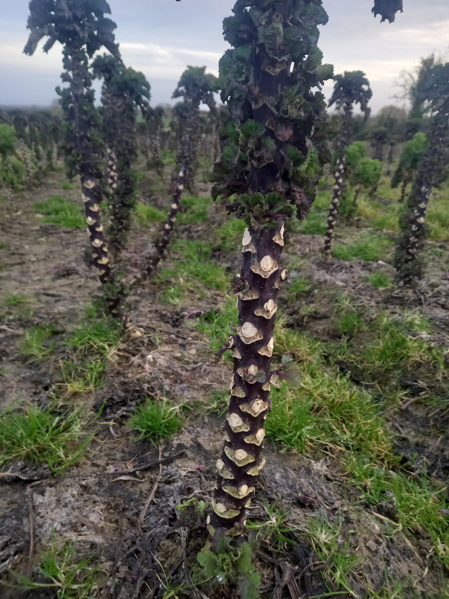 Ballymakenny Farm® tweet media