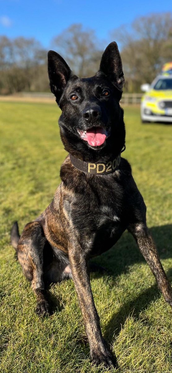 PD Logan - “Dad asked me to find a missing young human last night who was troubled. I said yeah no problem! Dad gave me strict instructions that this was a ‘no bite’ job!!! I said “I know, I know…you think I’m daft, I know a ‘None Baddie’ search you know!” Found them safely! 🐾