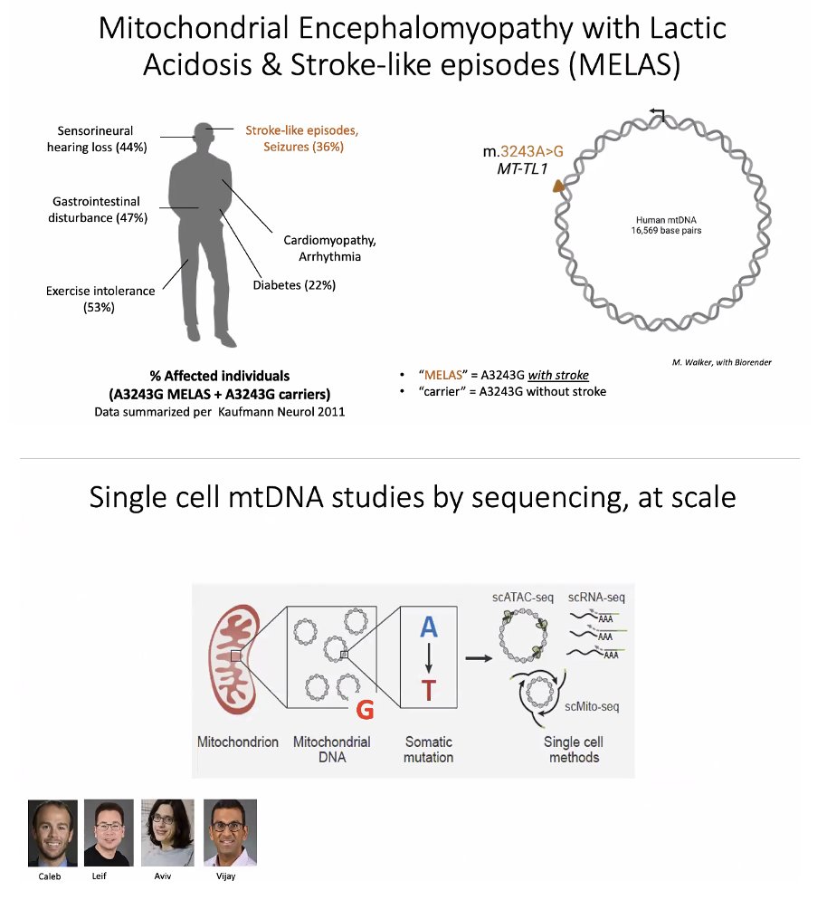 Michael Okun (@michaelokun) on Twitter photo Can you be diagnosed mitochondrial encephalomyopathy, lactic acidosis and stroke-like episodes (MELAS), a mitochondrial disease, without actually having a stroke? You bet you can; MELA and not MELAS? Dr. Melissa Walker <a href="/MWalkerMDPhD/">Melissa Walker</a> <a href="/Massgen/">Massive Genomics</a> gave a brilliant grand rounds today Can you be diagnosed mitochondrial encephalomyopathy, lactic acidosis and stroke-like episodes (MELAS), a mitochondrial disease, without actually having a stroke? You bet you can; MELA and not MELAS? Dr. Melissa Walker <a href="/MWalkerMDPhD/">Melissa Walker</a> <a href="/Massgen/">Massive Genomics</a> gave a brilliant grand rounds today