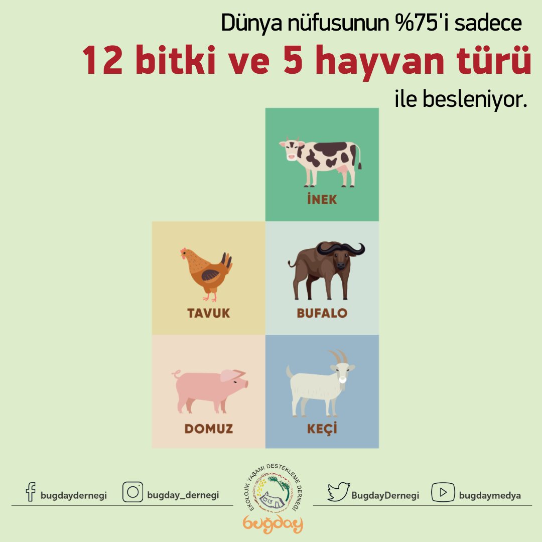 FAO’nun verilerine göre, tüm dünya nüfusunun tükettiği yiyeceklerin %75’inden fazlası yalnızca 12 bitki ve 5 hayvan türünden geliyor. 🌾🐄

👉 Gıda krizi raporu için:
bugday.org/pdf/Rapor26122…

#BuğdayDerneği #GıdaKriziRaporu #Biyoçeşitlilik   #EndüstriyelTarım #GıdaGüvenliği