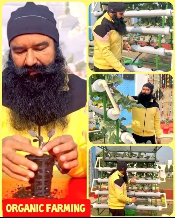 Why eat that food based on Poisonous pesticides and fertilizer, we should eat organic, even we can grow organic crops at Home as well in economic way , with help of  Saint Dr Gurmeet Ram Rahim Singh Ji Insan Regularly  shares #AgricultureTips to do #OrganicFarming .