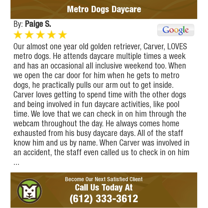 MetroDogsMN's tweet photo. 5 Star: Paige S. "Our almost one year old golden retriever, Carver, LOVES metro dogs...." https://t.co/NQp2NKBM3A https://t.co/Q7SZIAefHU