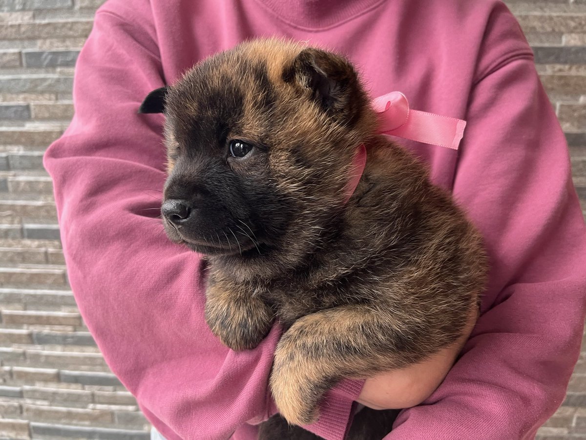 毛の色が薄い子

min-breeder.com/dog2401-04826.…

#犬 #日本犬 #甲斐犬 #甲斐犬愛護会 #長州犬舎 #仔犬販売 #家族募集中 #みんなのブリーダー掲載中