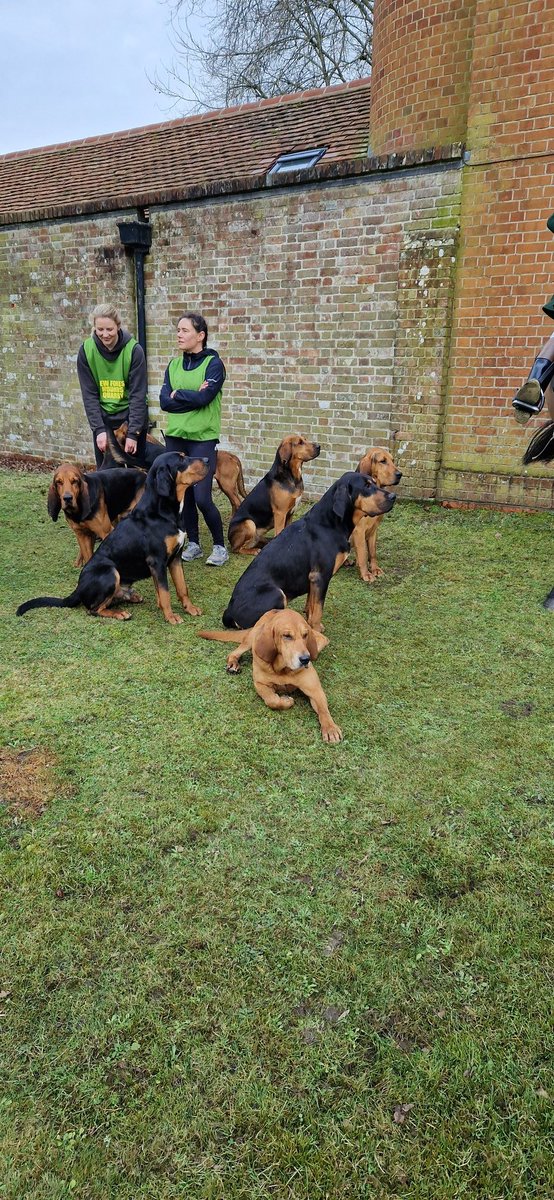 bonniebluebell2's tweet image. Lister Tower Fritham New Forest  Bloodhounds today #cleanboot