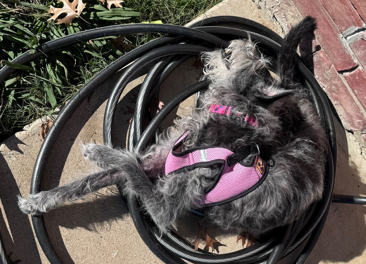 moonfacestudios's tweet photo. My 15 year old Bella suffered a vestibular event hours after being administered this drug. My vet said only side effect might be pain at the injection site. Bella died a week later. pics are minutes before injection and about 18 hours later. #Awareness  #librela https://t.co/M7i7fYFd84