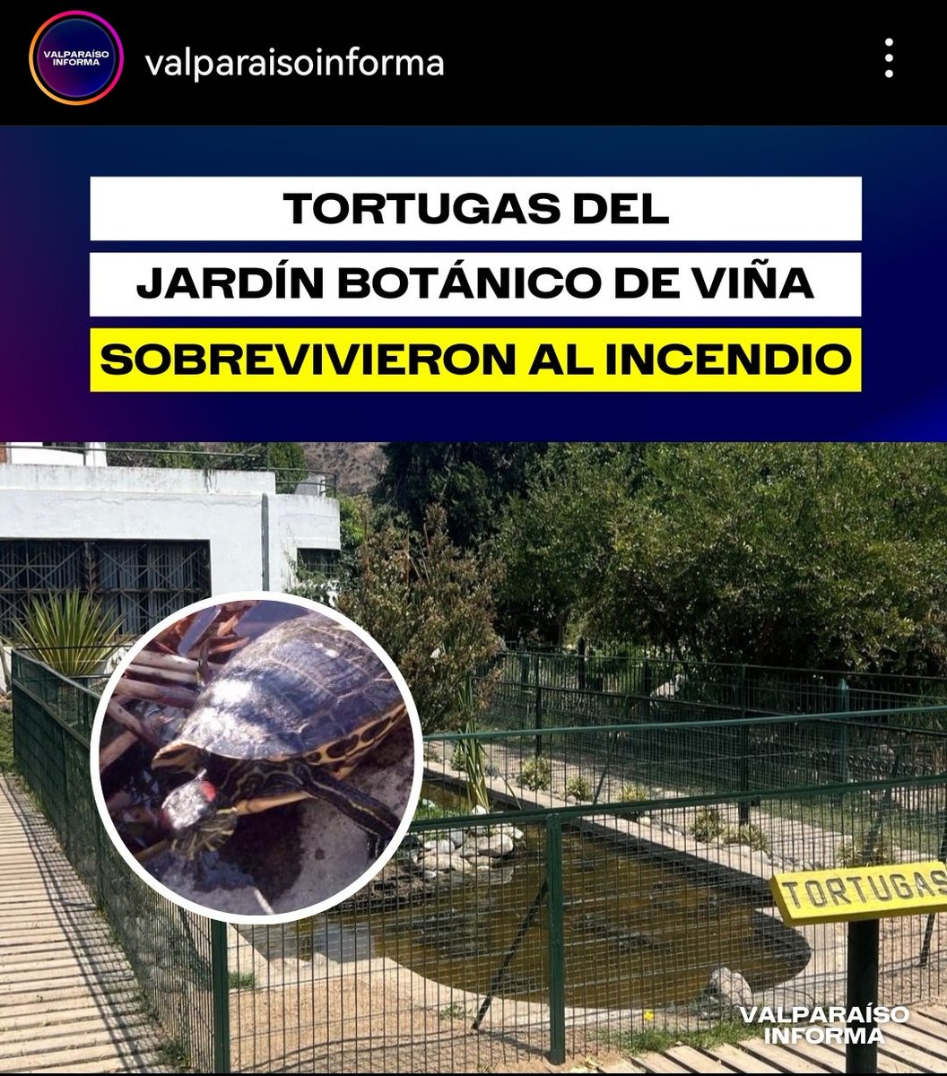 moisesgallo's tweet photo. Se salvaron las tortugas del Jardín Botánico 🥺💙 https://t.co/TKcGwAhLAx