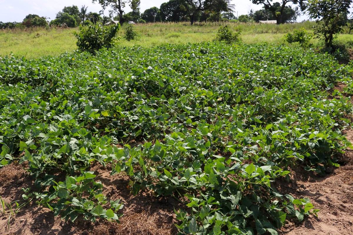 For the past ten years, Kasena Changawa has been using buckets of water from the Kwa Pembe water pan in Vishakani to irrigate his tomato, okra, and kale farm.