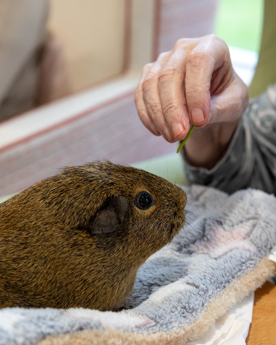 Our residents at Stone House have recently enjoyed some animal therapy thanks to <a href="/TeachingTalons/">Teaching Talons</a>. One resident said: “They were amazing, especially the snake! I was brave enough to touch it! It was nice to see all the animals.” 🐍 🦉 #carehomelife