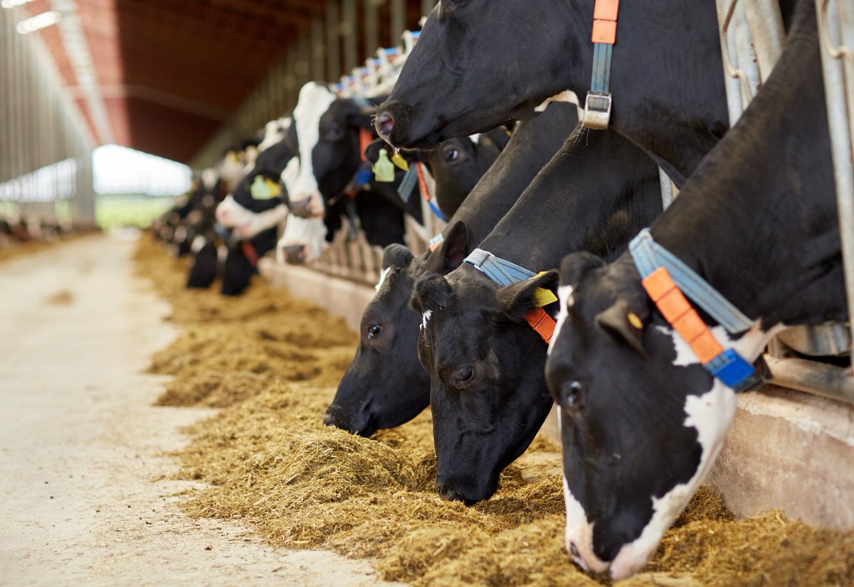 Would you like to join a group focused on overcoming challenges associated with calf rearing? Or are you looking for opportunities to explore how dairy farming businesses can adapt to the changing climate?

Head of to the Farm of the Future stand at DairyTech tomorrow to find out…