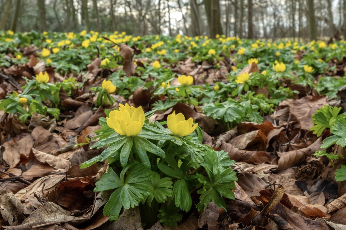 mountainmike49's tweet photo. The aconites and snowdrops are in their prime now in the wood. A few days makes all the difference. @LincsNaturalist @LincsWildlife @LoveLincsPlants @BSBIbotany @Naturalcalendar https://t.co/YOqyy8BB5s