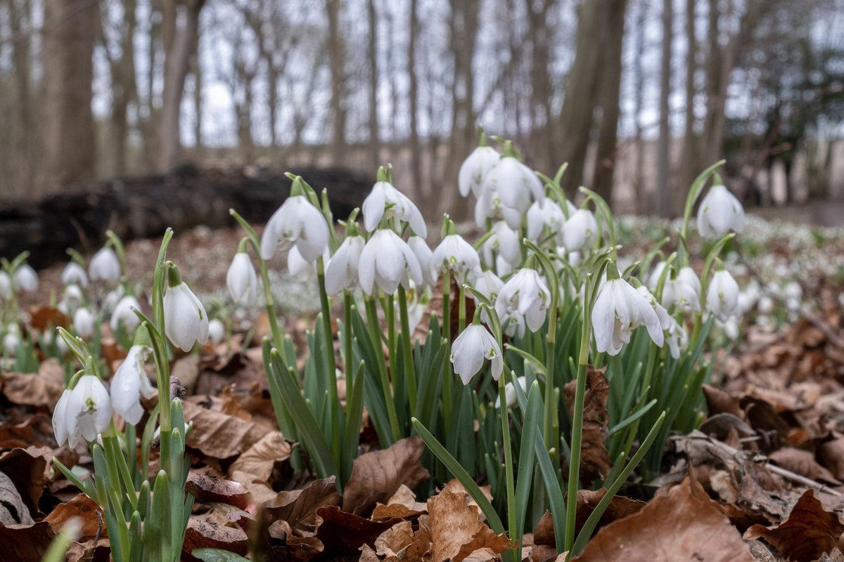 mountainmike49's tweet photo. The aconites and snowdrops are in their prime now in the wood. A few days makes all the difference. @LincsNaturalist @LincsWildlife @LoveLincsPlants @BSBIbotany @Naturalcalendar https://t.co/YOqyy8BB5s