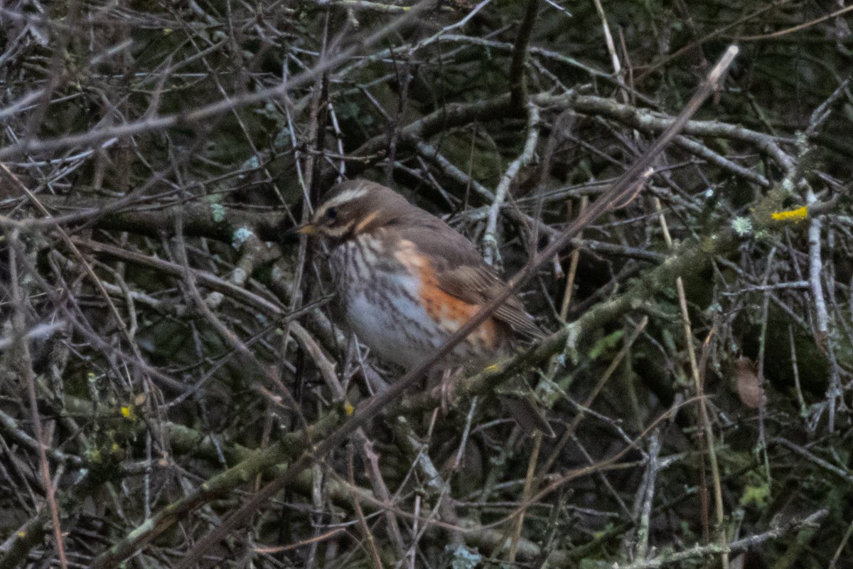 vidlife2019's tweet photo. My first first Redwing and Tree Creeper of 2024  #birdphotography #birds #TwitterNatureCommunity #BirdsOfTwitter https://t.co/LKdhMDl69A