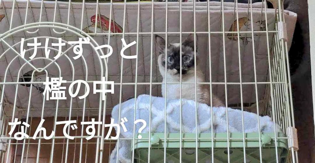 これはコロナで飼い主の体力がなくケージで寝かされた猫
1ちゃいを迎えて初めてトイレを失敗しました(ごめんね 