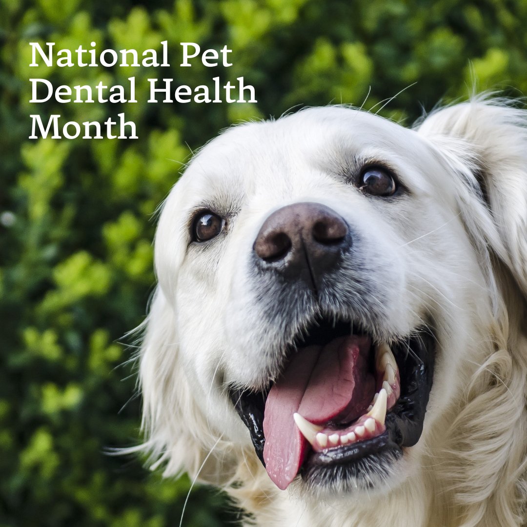 Smile, it’s #NationalPetDentalHealthMonth 🦷

This February, we’ll be sharing top tips on how you can care for your furry friend’s teeth and oral health.