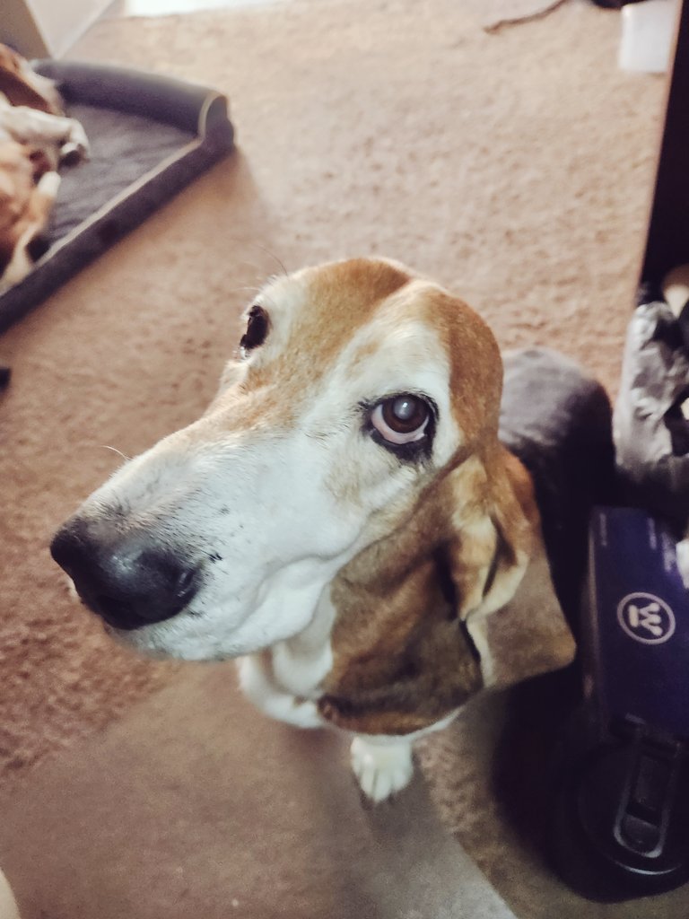 Thank you, Roscoe, for being on watch for almost 13 years. There will never be a great dog like you. See you again someday. LOVE YA. #TrueLove #BFF