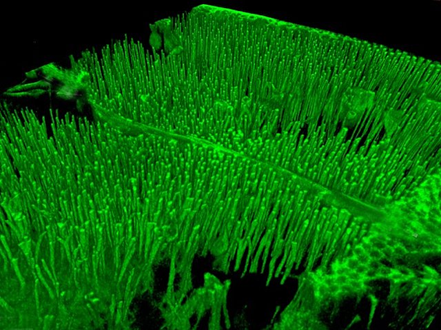 BPoD_s's tweet photo. Live imaging of wing development #Drosophila reveals a novel mechanism of tissue shaping via #microtubule organisation of #epithelial cells. Image &amp; research by Ngan Vi Tran et al @LabShimmi @unitartu in @embojournal. On https://t.co/QDllSWBFx7 https://t.co/115Pa3H55T