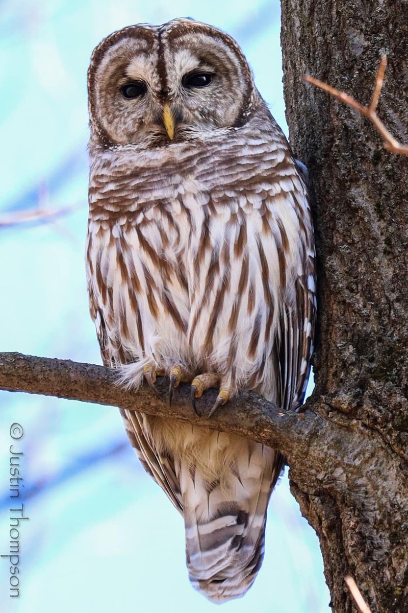 Barred owl. (Photo courtesy of Justin Thompson) #birds #barredowl #naturephotography #willcounty