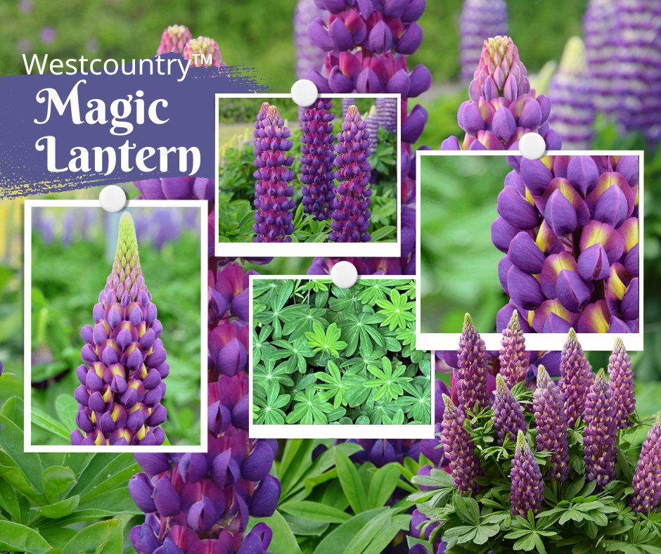 Hey garden enthusiasts! 🌸✨ Enhance your green space with the stunning Westcountry™ Lupin 'Magic Lantern'! 🎨 Dark purple & yellow flowers add drama to your landscape. It's a pollinator paradise! 🐝🦋  #PollinatorParadise 🌱 ow.ly/nrYN50Qy02R #LupinLove