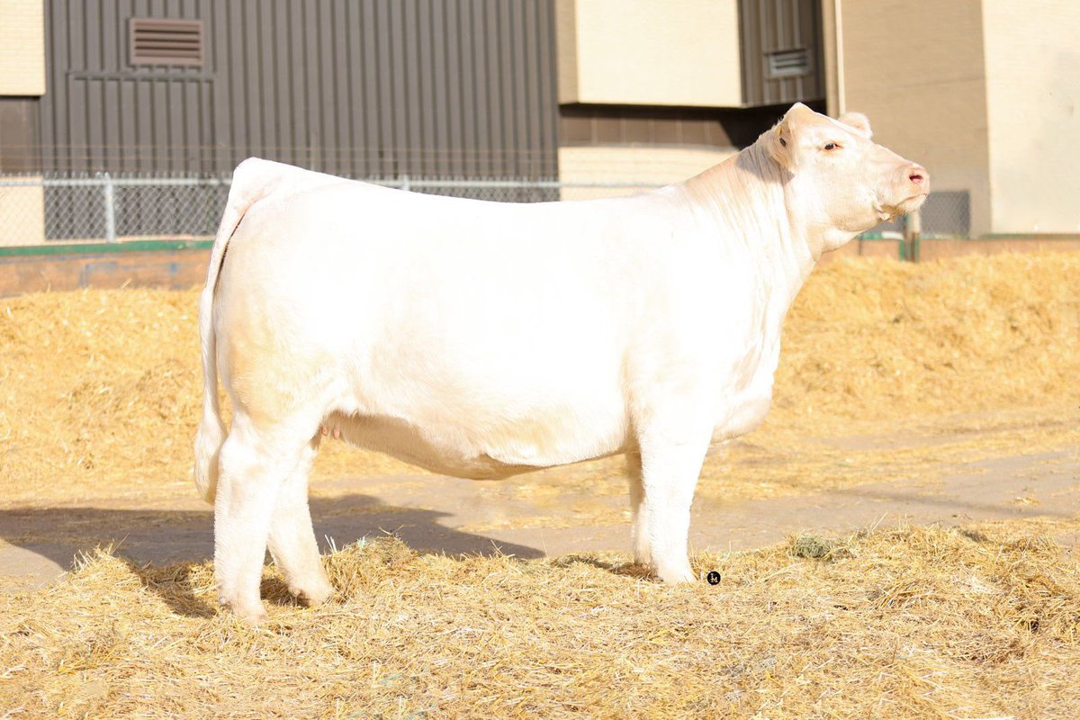 Travis MacPherson tweet media