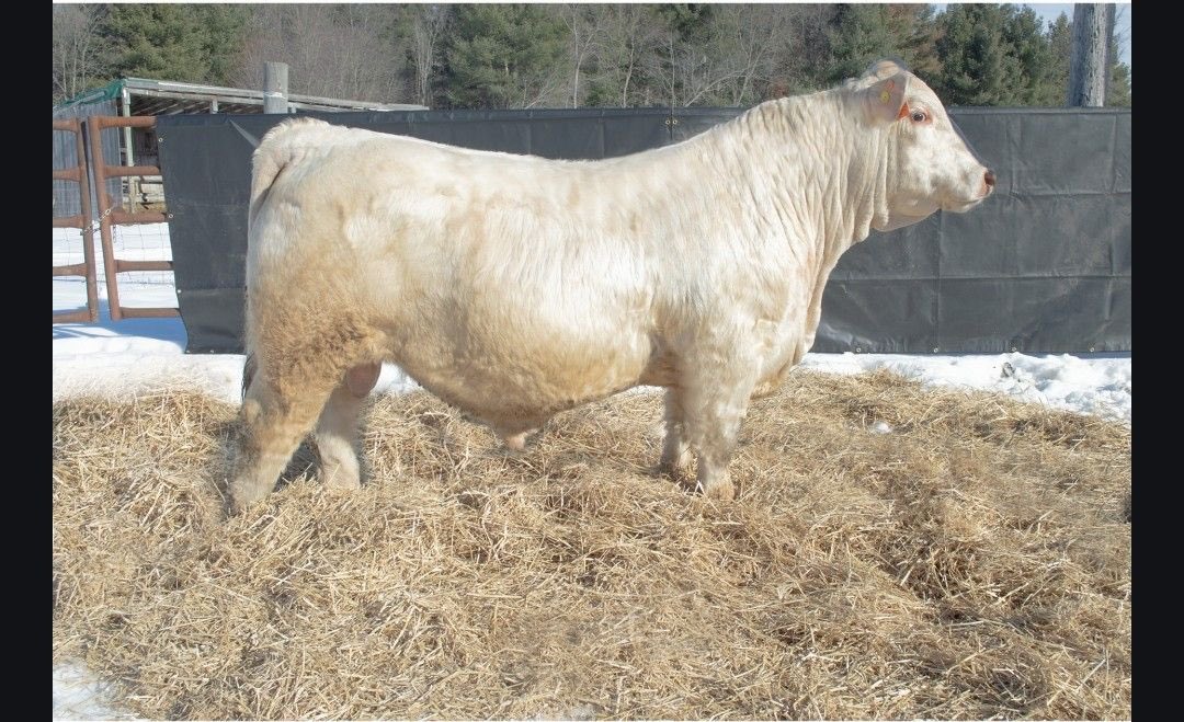 Travis MacPherson tweet media