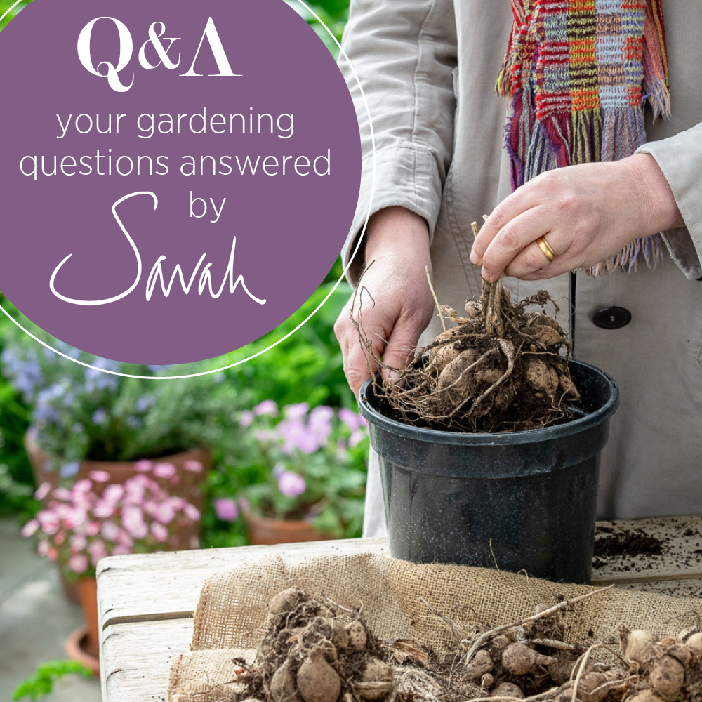 Join Sarah and Josie as they answer your gardening questions in our latest Q&A podcast episode. we discuss when to move your seedlings outside and how to deal with gangly sweet pea shoots. Listen to the full episode here: [LINK]