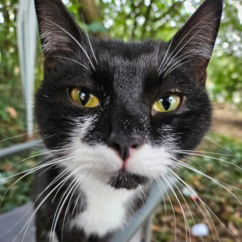 A round of 'a-paws' for our amazing Community Team in Marlborough, who recently rescued a cat lost in the grounds of Savernake Hospital. Sebastian had been missing since December but has now been reunited with his owners. Nice job everyone! 🥰