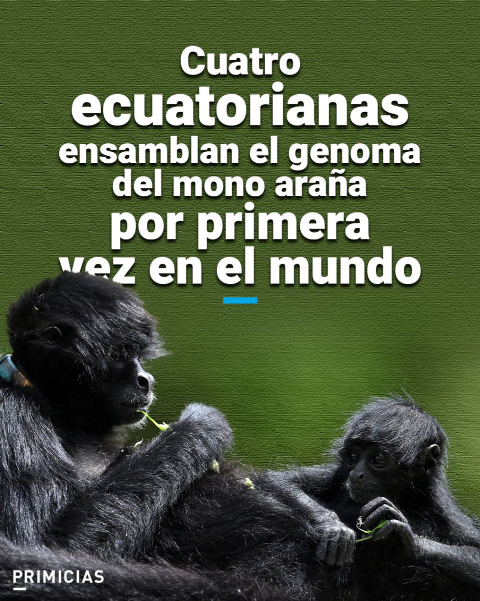 #Tecnociencia | En un hecho histórico, la investigadora Gabriela Pozo lideró un equipo científico que logró descifrar el primer genoma del mono araña de cabeza café en Ecuador. prim.ec/3Eku50Qy9iI