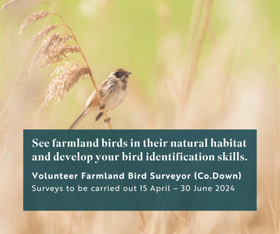 How does a Spring filled with farmland birds and beautiful sunrises sound?☀️ We're currently on the lookout for volunteers to help out carry out surveys on farms in Co.Down to help us understand how seed-eating farmland birds are faring. 👉 bit.ly/426dMpk