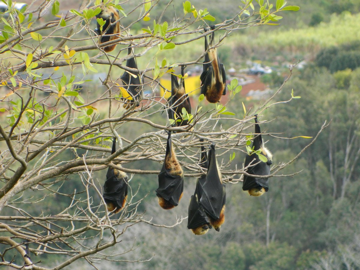 📢 New paper alert! 
doi.org/10.1016/j.jnc.…
Congrats to <a href="/VashistSeegobin/">Vashist Seegobin</a> and team! Highlighting how alien plant invasion and their control in native forests of #Mauritius impact habitat quality where frugivorous #bats forage! 🦇💚
#conservation #sciencetwitter #AcademicTwitter