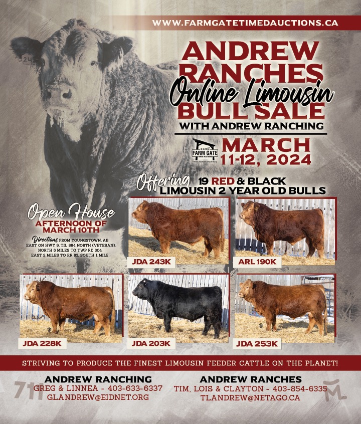 AndrewRanches's tweet photo. ANDREW RANCHES 2024 ONLINE LIMOUSIN BULL  SALE 
Same Rugged Bulls. Same Customer Service. Continued Online Format by DLMS Farmgate. 
 Our CLA Voice ad designed by Jill Renton of Gone West Media.
 Open House Mar 10 Bidding Racehorse closeout Mar 12 7pm mdt.
 Call for your tour. https://t.co/x1RzZUwShK
