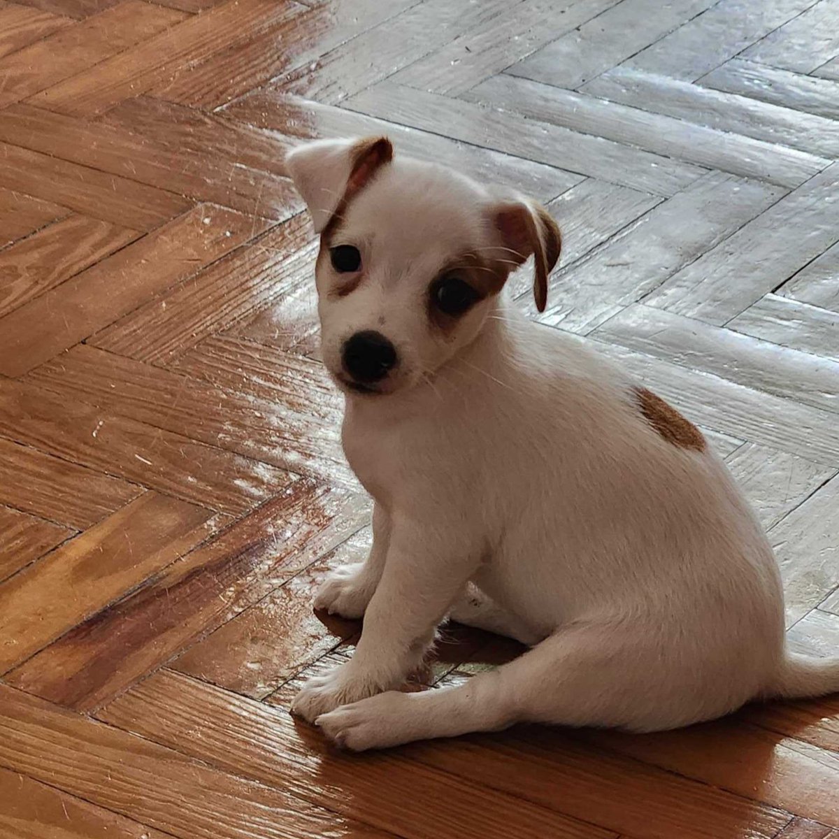 Last week, I made a post (x.com/fedekauffman/s…) about how we are re-learning to communicate in order to get AI 🤖 to work as we want. Well…I have yet another story about AI and algorithms.

This time, it's not about communication; it's about creativity, and not in the way you