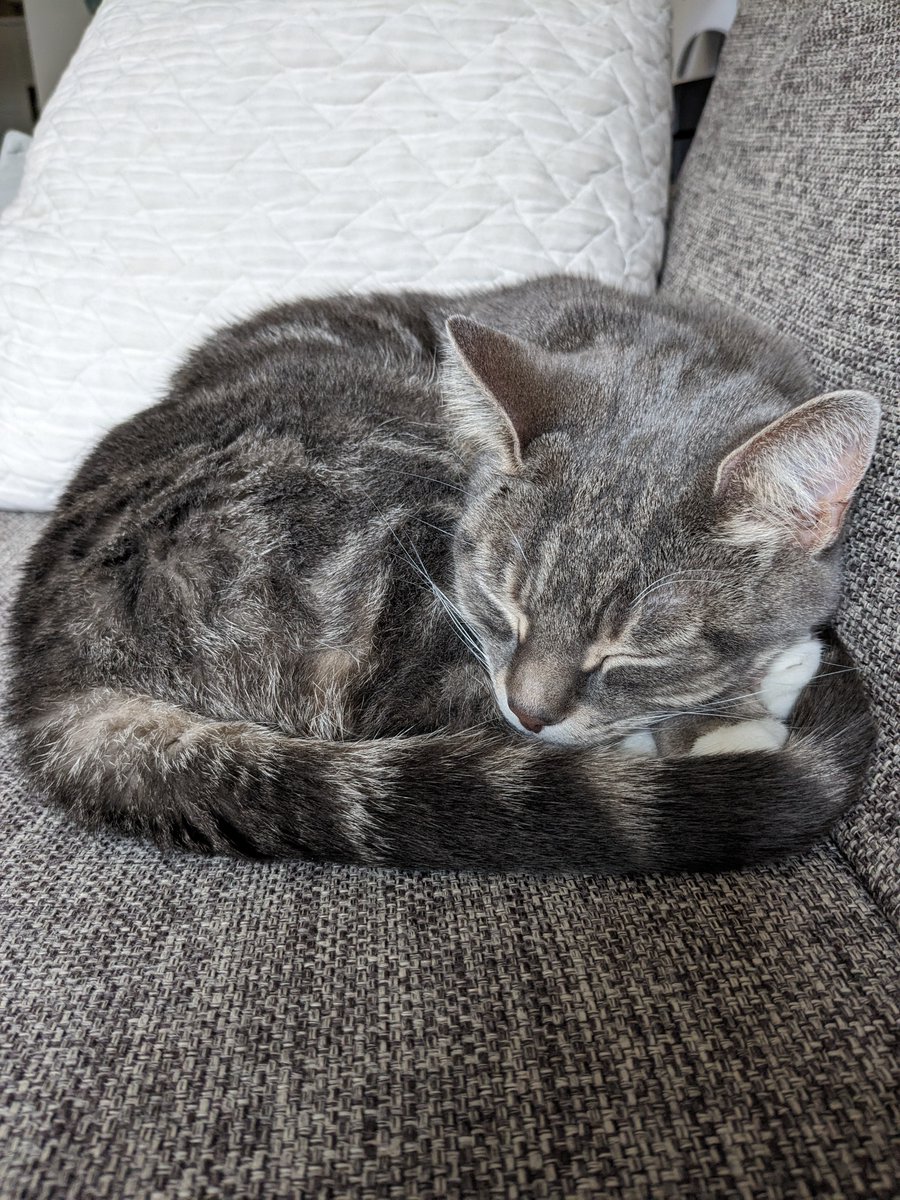 EmmaLawsen's tweet photo. The Ops team at CLTR does important work, and also has some very excellent non-human animal companions who take team wellbeing very seriously https://t.co/FKm6mn1RoI
