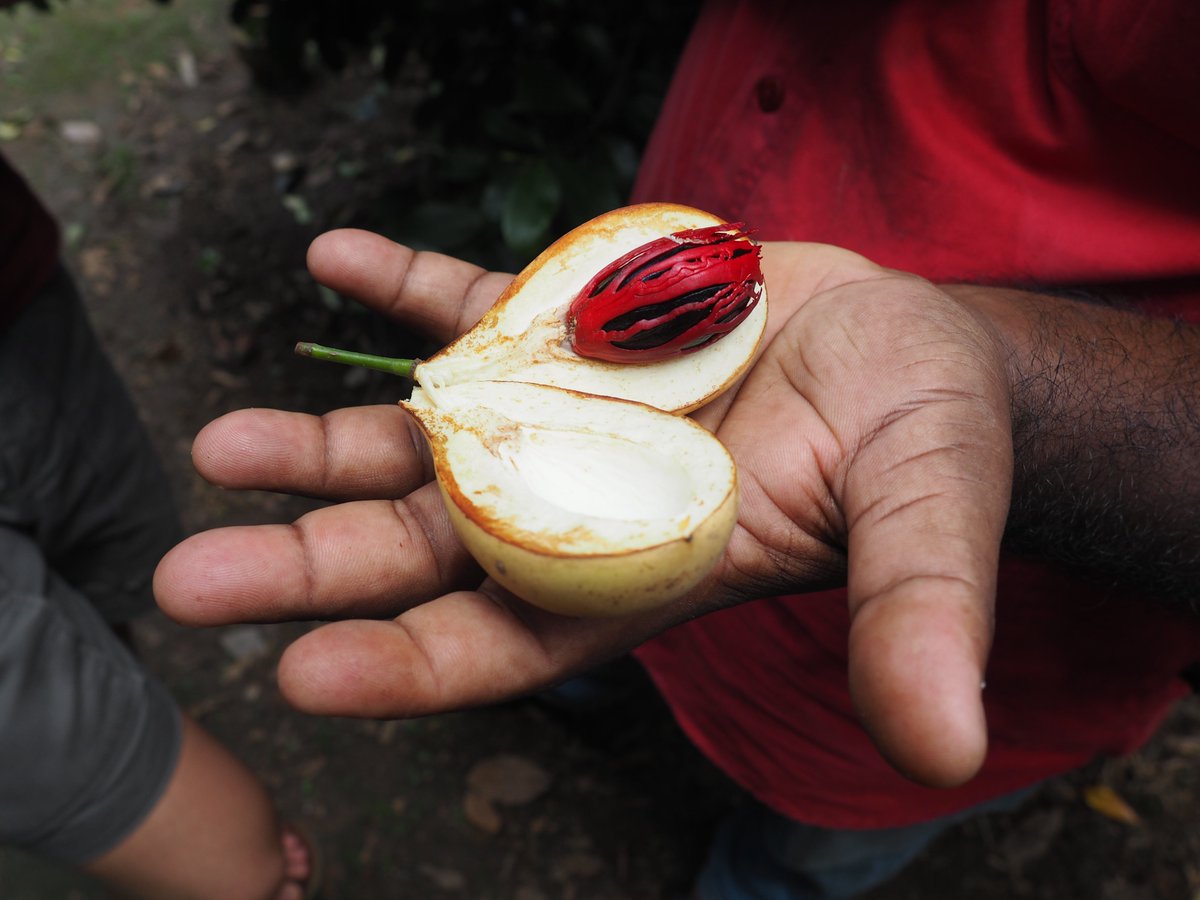 Did you now that nutmeg is the aromatic seed of Myristica fragrans native to the remote Banda Islands of Indonesia and was once an extremely exclusive luxury spice in medieval and early modern trade?
