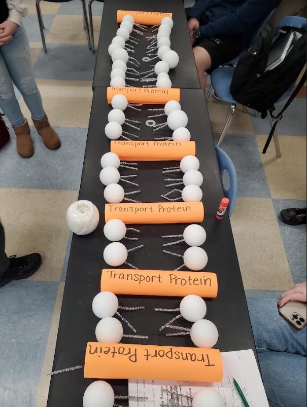 Living environment Ss @esm_csd @ESMSharks modeled a phospholipid bilayer.