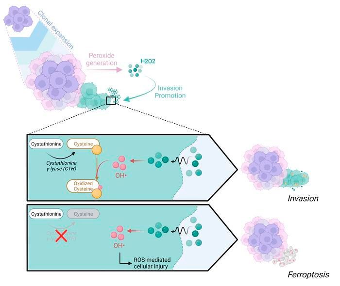 Multiomic screening of invasive GBM cells reveals targetable transsulfuration pathway alterations: buff.ly/3SAFOoW @ManishKAghi @kumarlabucb @UCSF @UCBerkeley #Metabolism #Oncology