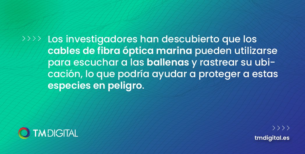 ¿Sabías que... 🤔

Los cables de fibra óptica marina pueden utilizarse para escuchar a las ballenas y rastrear su ubicación. Así, de este modo podemos proteger a estas especies en peligro? 🐋

#tmdigital #granada #fibra #fibraopticagranada #curiosidades #ballenas #fibraoptica