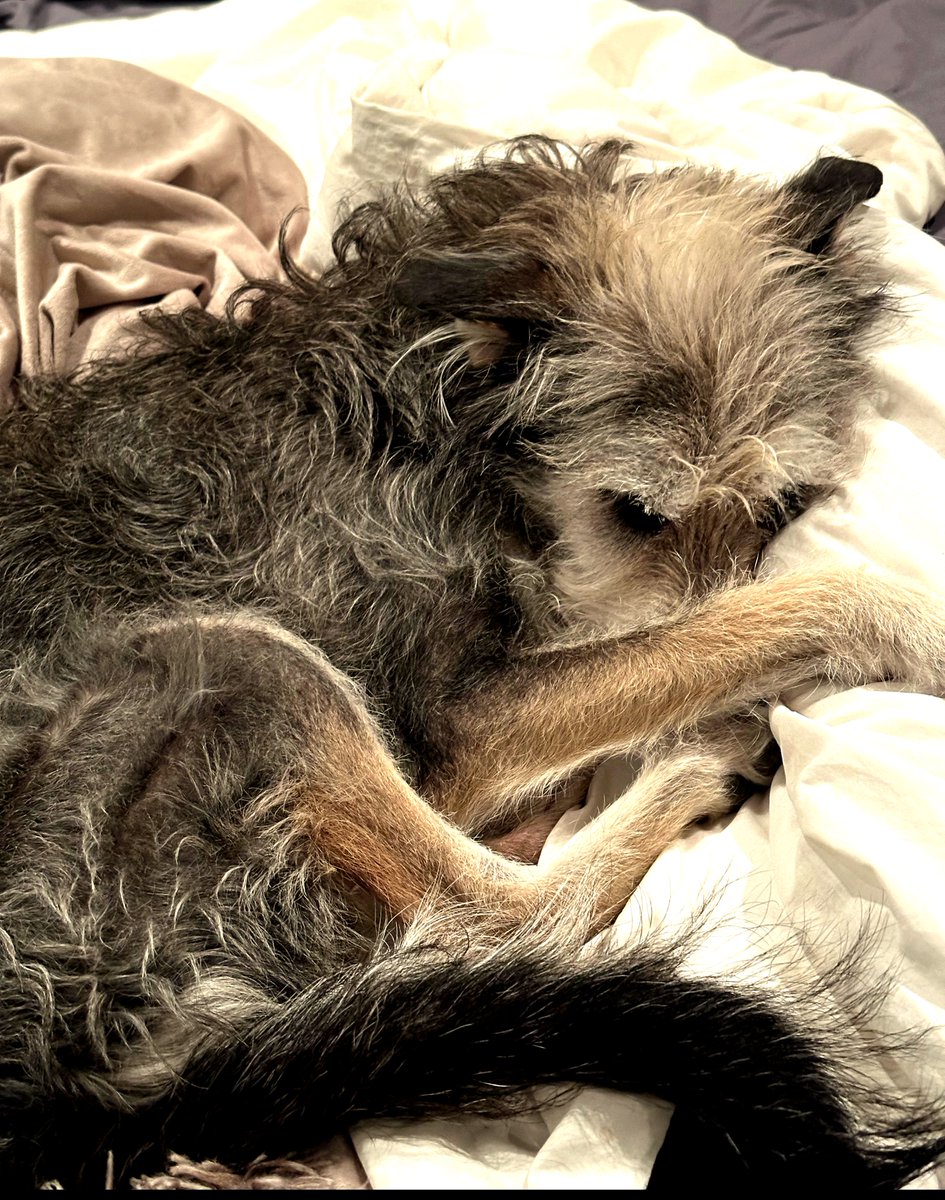 Angelenos (and LA #dogs) when it rains 🌧️
.
.
.
.
.

#dog #puppy #pup #cute #eyes #instagood #dogs_of_instagram #pet #pets #animal #animals #dogsitting #photooftheday #dogsofinstagram #ilovemydog #instagramdogs #dogstagram #dogoftheday #lovedogs #lovepuppies #wolfhound #doglover