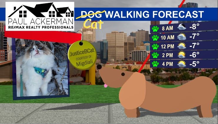 Our Dog Walking forecast has gone to the cats…

“Here is @Justicebcat he is a ragdoll 20 month old
He love the snow. We bring him for walks."

We'd love to share your "dog" walking pics on the show! Send them to: jodi.hughes@bellmedia.ca