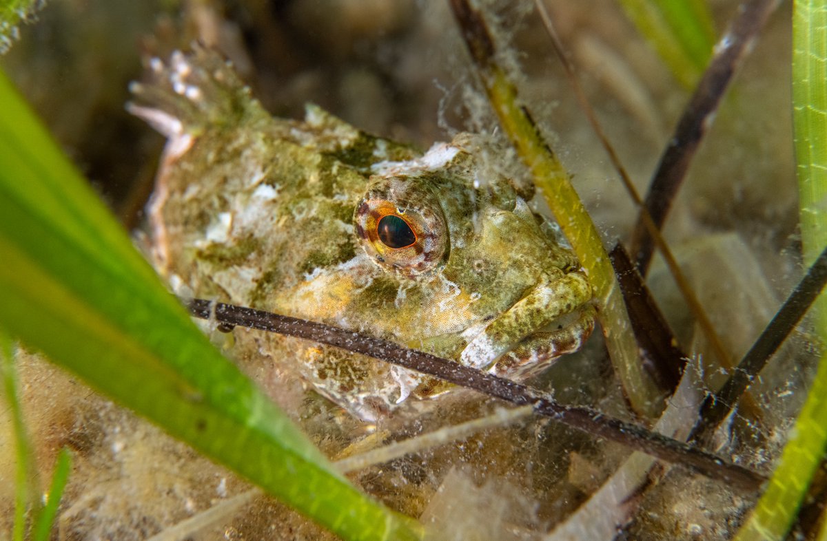 You can hear me chatting with BBC Radio Orkney about my Seagrass exhibition from 24 mins in - enjoy! bbc.co.uk/sounds/play/m0…