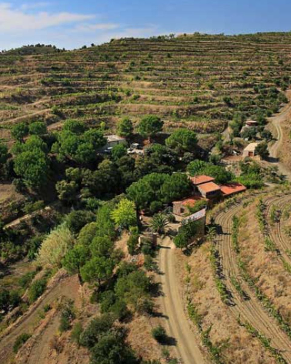 WalterOnWine's tweet image. 🍇 Explore Great Wineries With Walter 🌍

Stay tuned for Walter's upcoming article as he explores the rich history and exquisite wines of Priorat! 📖🍷

walteronwine.com

#walteronwine #wow #winerecommendations