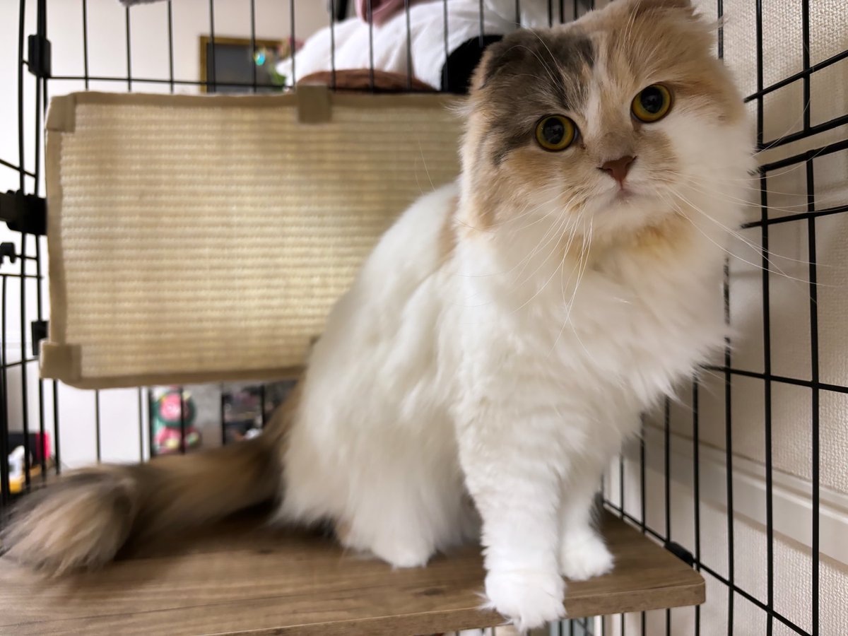 o7o5sweetie's tweet photo. 今日のおと様🐱
 #猫 #猫がいる生活  #猫好きさんと繋がりたい  #スコティッシュフォールド https://t.co/kxmmvo7gI9