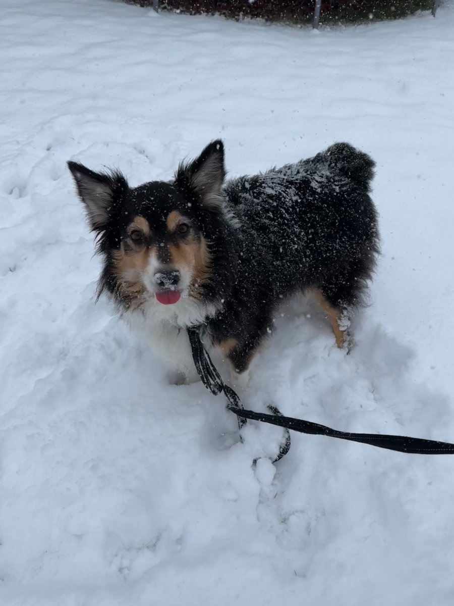 DogBesties's tweet image. Hi my name is Leah! I am a 6 year old purebred Australian Shepard and I live in central Pennsylvania. I have lots of energy and I love going on long walks. #aussie #energeticdog @lovedogtodeath @HappyDogs